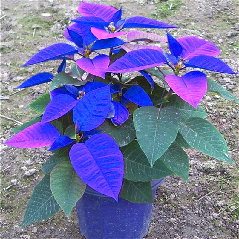 

100 шт. ароматное растение, тропический шалфей для сада, яркая мебель