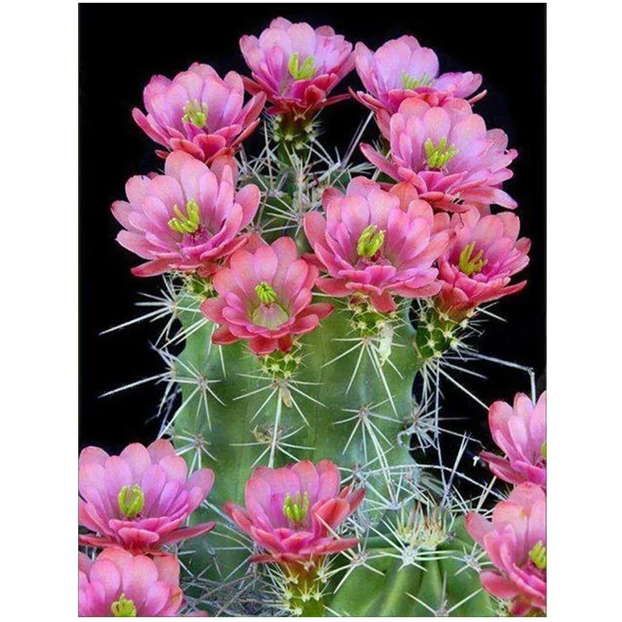 

Алмазная вышивка «сделай сам» с изображением кактуса и цветов, вышивка крестиком, Набор для вышивки ручной работы, YG2039