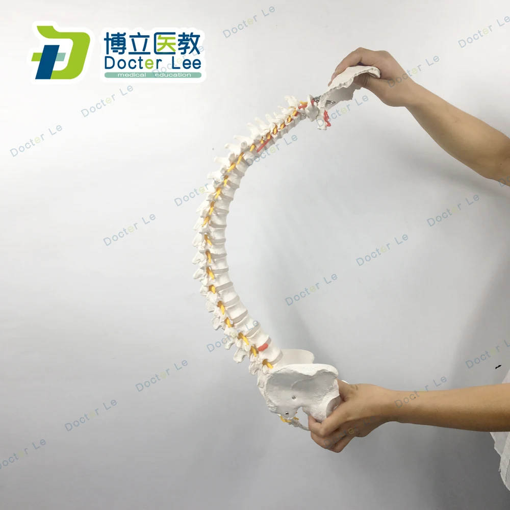 Анатомическая модель позвоночника 85 см с гибкой спинномозговой столбик бедра