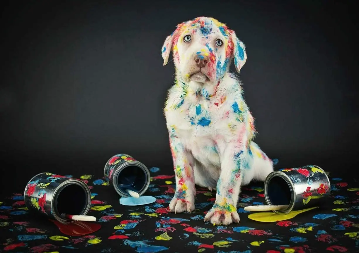 

Озорный лабрадор щенок собака металлический алюминиевый Железный плакат паб гараж отель кафе дома Железный сетчатый Настенный декор