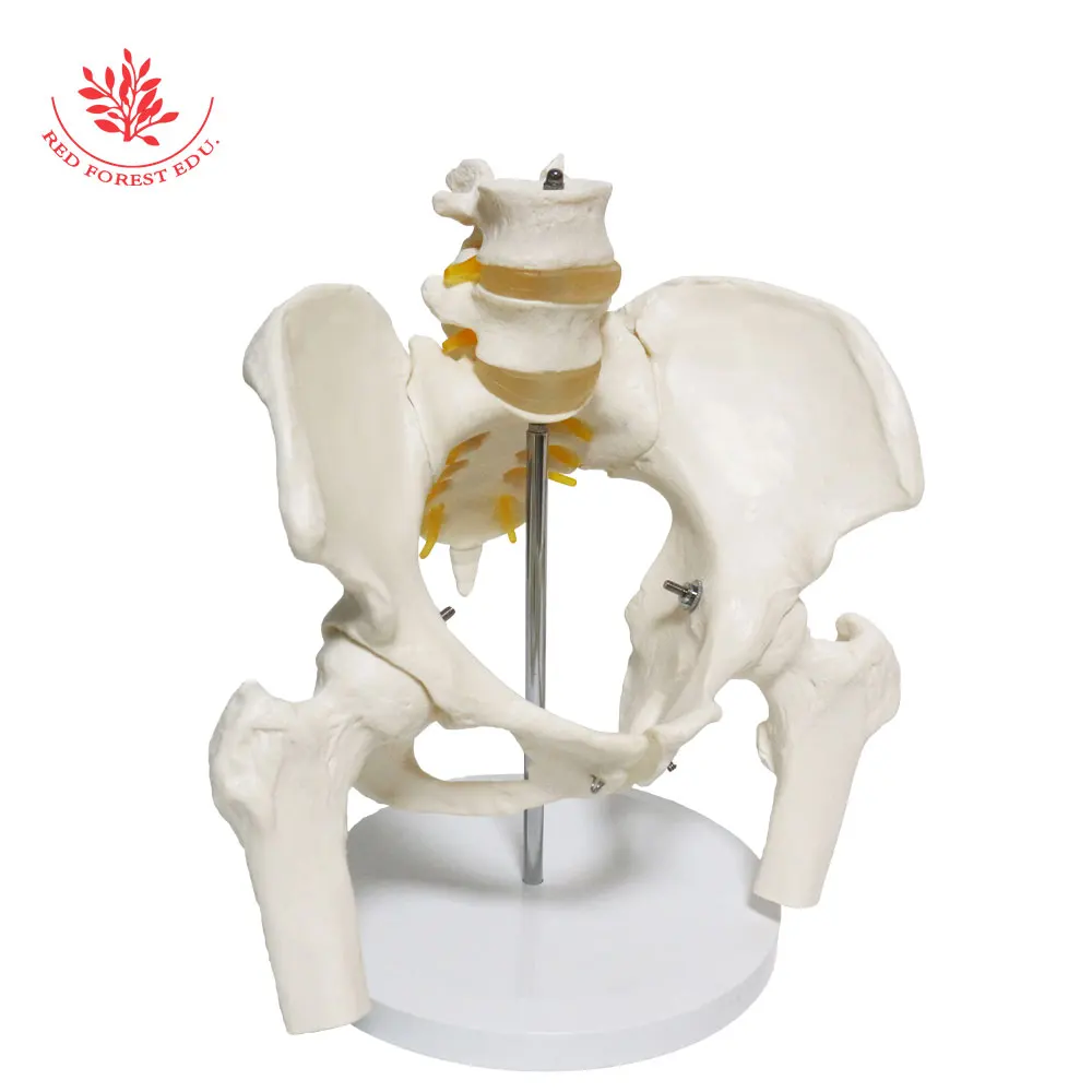 Тазовая модель из ПВХ в натуральную величину 2 Поясничный вертебер женский