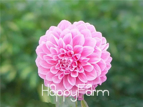 Харди жаростойкий разных многолетние Dahlia цветочных растений, 100 шт./упак., светильник Ароматный сад бонсай,# NSD9SG - Цвет: 12