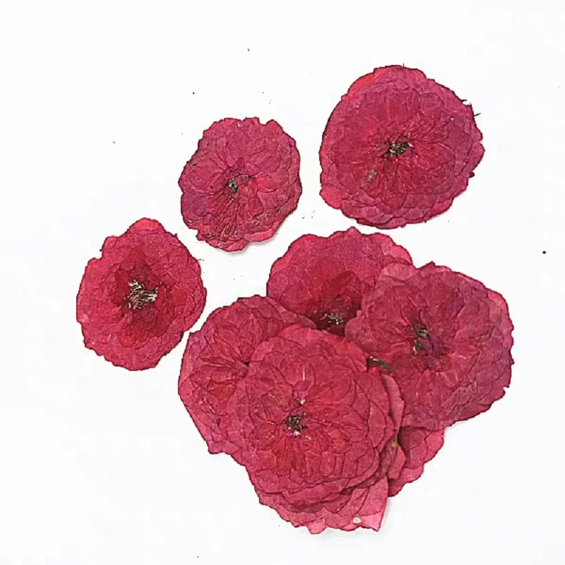 

30pcs Natural Pressed Dried RoseFlower For Epoxy Resin Jewelry Making Bookmark Phone Case Face Makeup Nail Art DIY