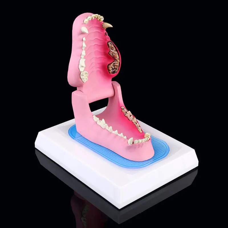 

Dog Tooth Anatomy Model Canine Veterinary Animal Skeleton Veterinary Teaching Dropshipping