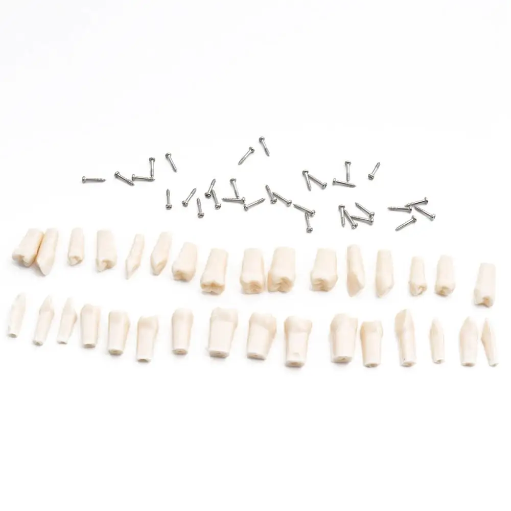 32pcs Teeth Стоматологическая обучающая Модель Стандартный стоматологический типодонт демонстрационная модель со съемные зубы 200H - Цвет: 32pcs Teeth