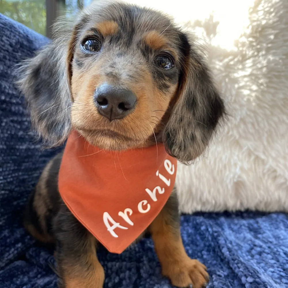 

personalized Dog bandana fall terra cotta burnt orange boho dog gift name custom pet scarf rust terracotta earthy tones