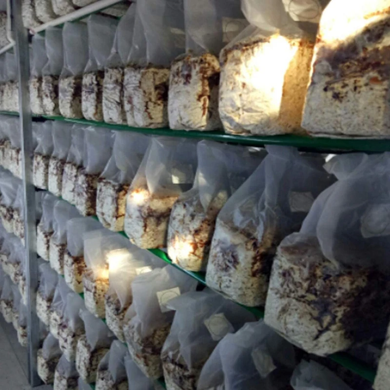 

20Pcs Mushroom Growing Bag Mushroom Bags Thick 6 Mil Bags 10Inch x 20Inch 0.2 Micrometre Filter Breathable Autoclavable