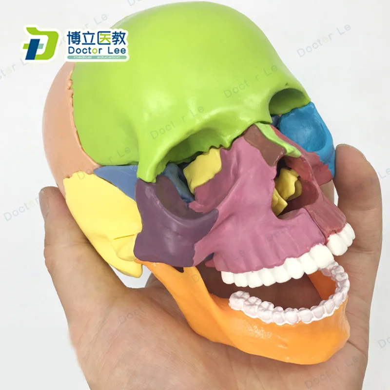 Квадрокоптер Mini Skull модель 15 Запчасти человека анатомический скелет красочные