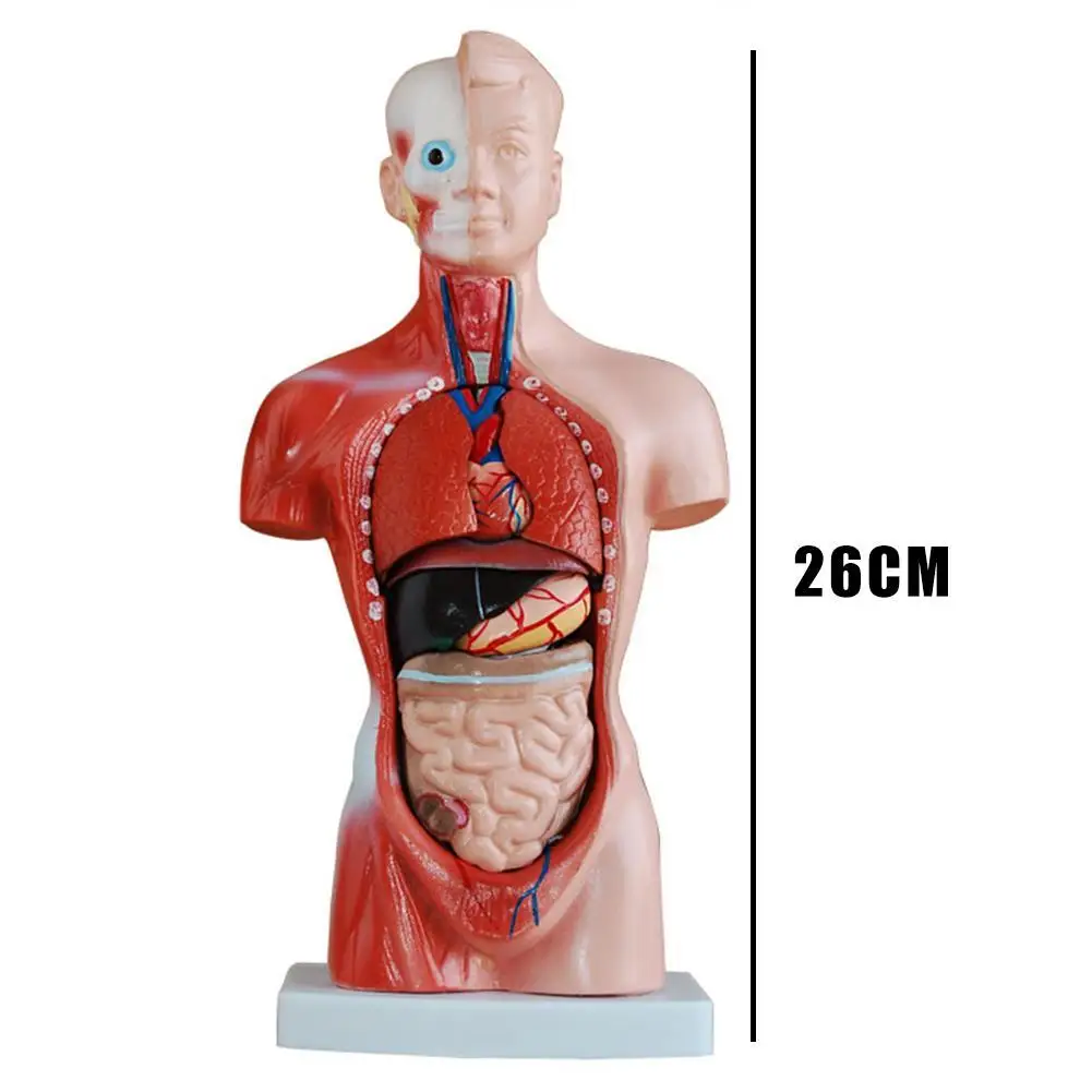 

Human Torso Body Model Anatomy Anatomical Medical Internal Decorations For Teaching Mannequin Organs P8Q5