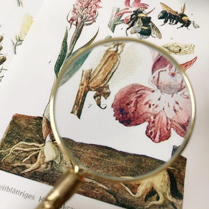 12 шт./упак. Винтаж листья иллюстрации Стикеры DIY ремесло Скрапбукинг альбом