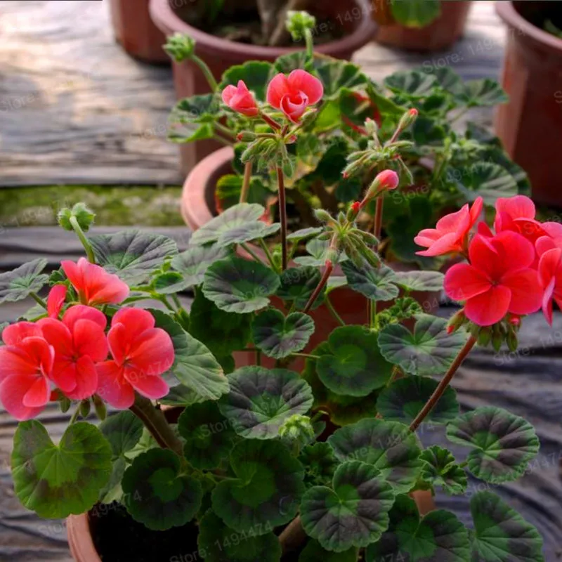 100 шт./пакет Разноцветные Цветок герани flores бонсай растения красивые цвета радуги с цветочным рисунком растения для дома и сада