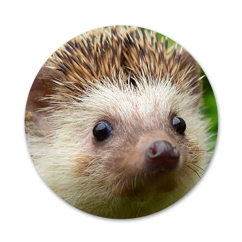 

58mm Animal cute cartoon hedgehog Badge Brooch Pin Accessories For Clothes Backpack Decoration gift