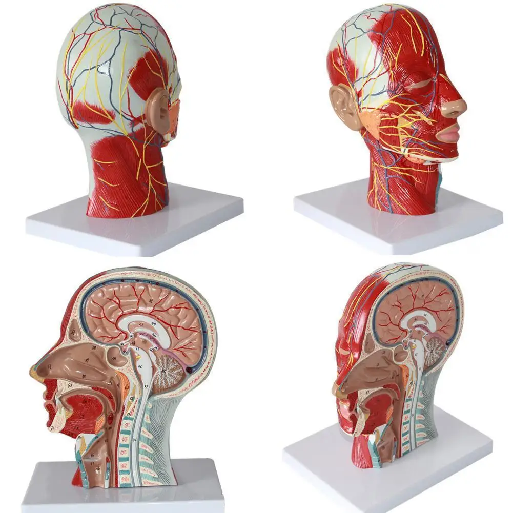 

Home Furnishings Installation Of Human Skull With Muscles, Nerves And Blood Vessels Model Type Beauty Nerve Head Medical