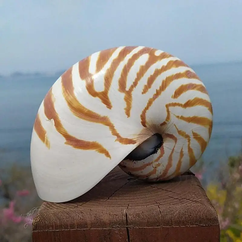 13-14 см, 1 шт., натуральная раковина Nautilus, морская звезда, настольная, аксессуары для аквариума, украшение для аквариума