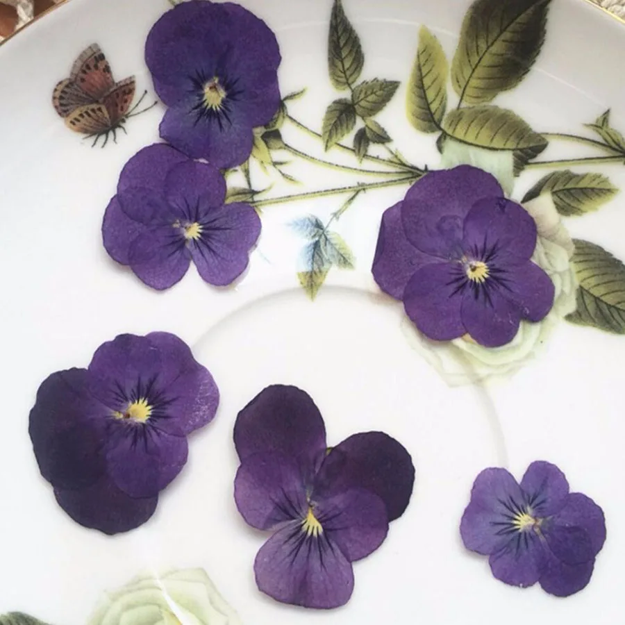 120 шт сушеные прессованные фиолетовые Pansy Corydalis Suaveolens Hance Цветочные растения