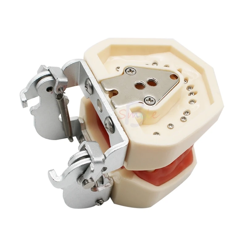 Новая модель для обучения стоматологии зубов со стандартной резьбой 28/32