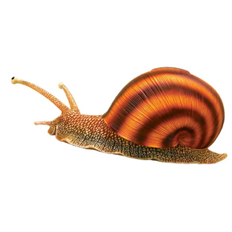 

4D Master Animal Organ Biological Snail Medical Teaching Model Dissected Companion Office Desk Ornament Home Decoration M3406