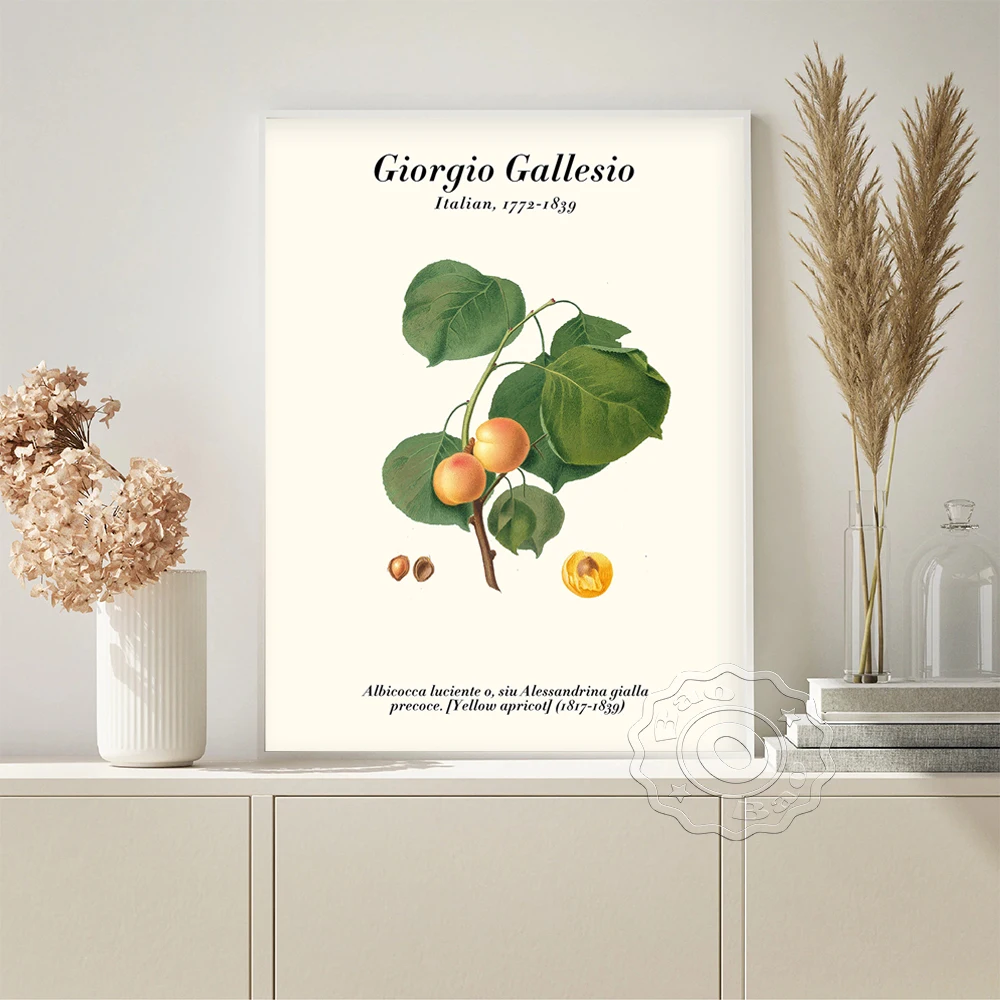 

Giorgio Gallesio Exhibition Vintage Prints Art Poster Yellow Apricot Illustration Plant Fruit Retro Canvas Painting Wall Decor