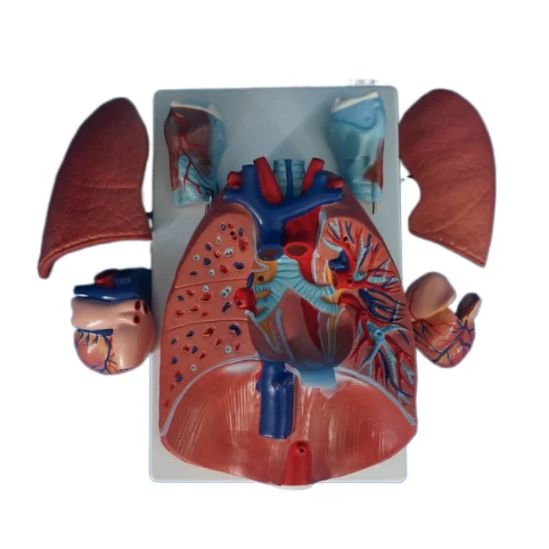 

Visceral anatomy of respiratory system model of natural big throat heart-lung human heart-lung model