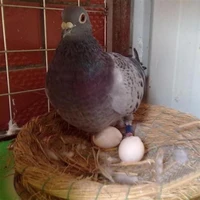 10pcs pigeon false eggs bird feeding supplies simulation eggs aviculture tools nest fake hatching egg solid egg