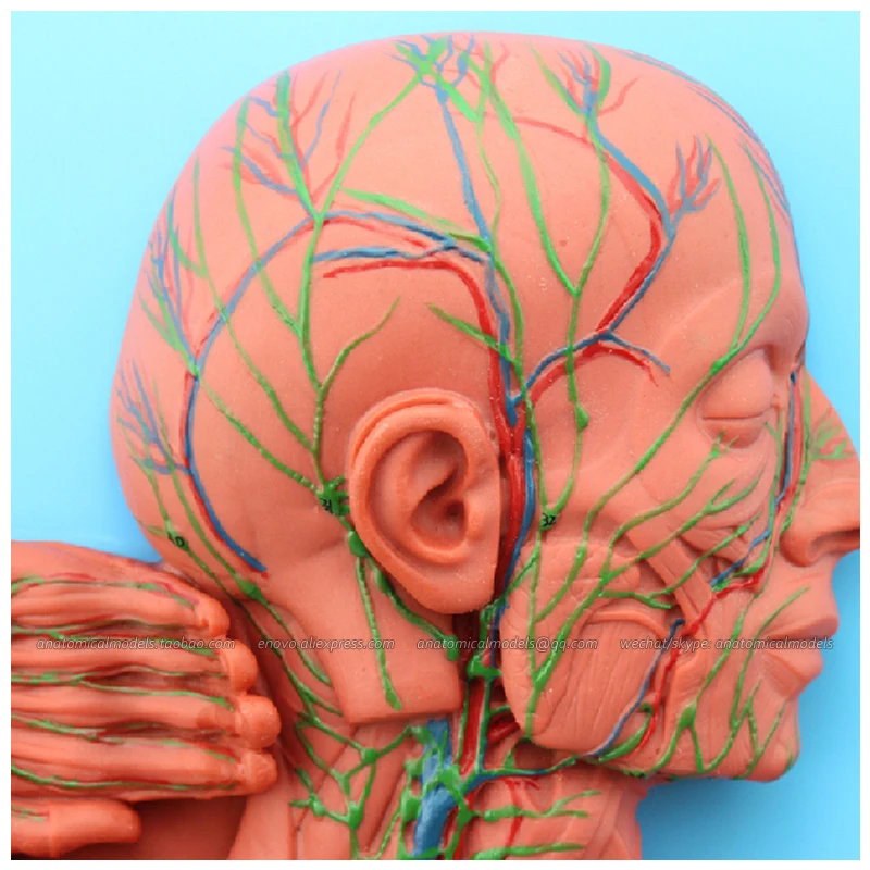 12489/анатомическая структура лимфатической системы медицинская научная