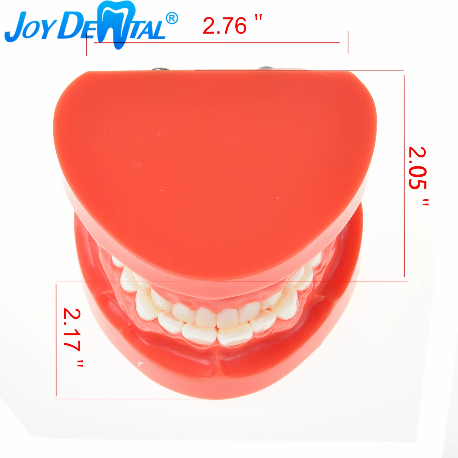 Зубы для обучения стоматологии зубы взрослых стандартная модель зубов