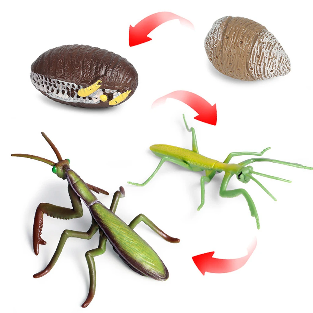 

One Set Life Cycle Stages Insects Figures Teaching Accessories