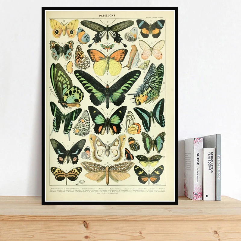 Постер печать красивых животных различных типов насекомых бабочек диаграмма