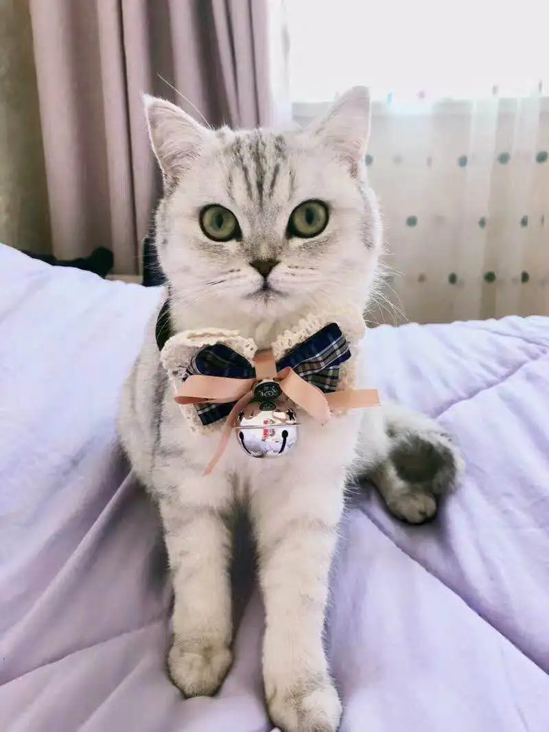 Beautiful Fashion Cat Collar Necklace Luxury Cute Christmas with Bell Bow Para Gato Pet Accessories YY50CC | Дом и сад