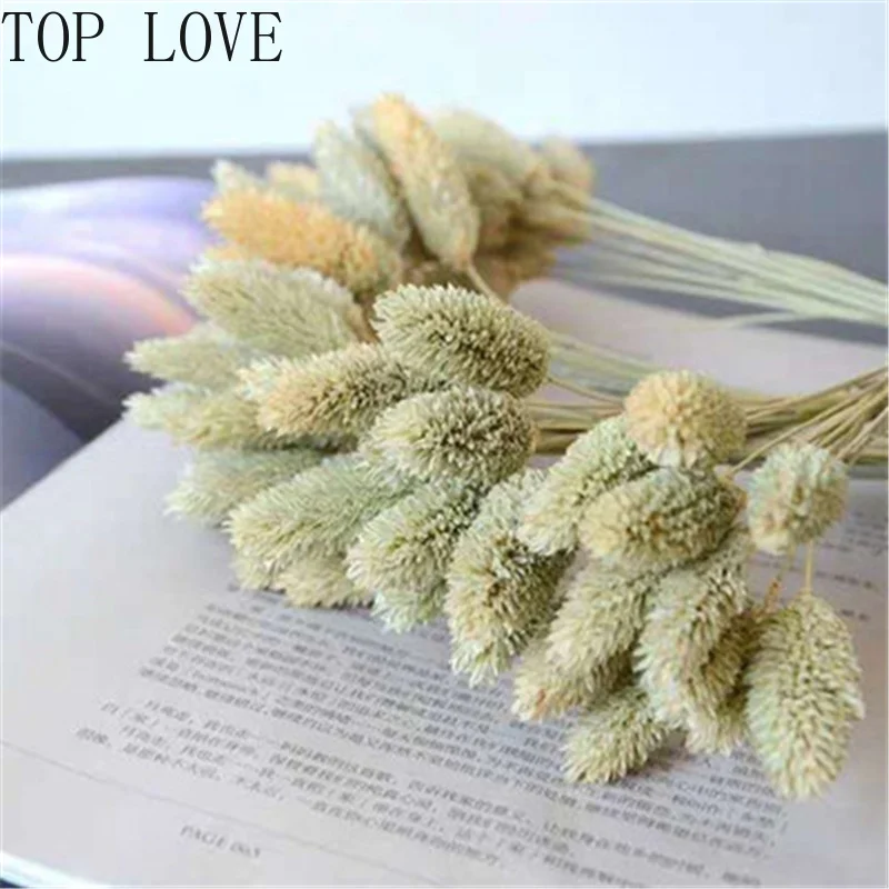 

Natural dried flower primary color sapphire grass beauty grass retro real grass home decoration wedding decoration furnishings
