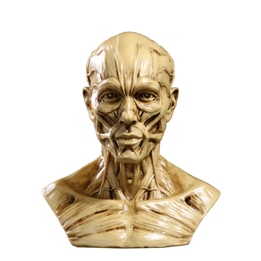 Реалистичная 10 см человеческая модель череп для изучения анатомии головы