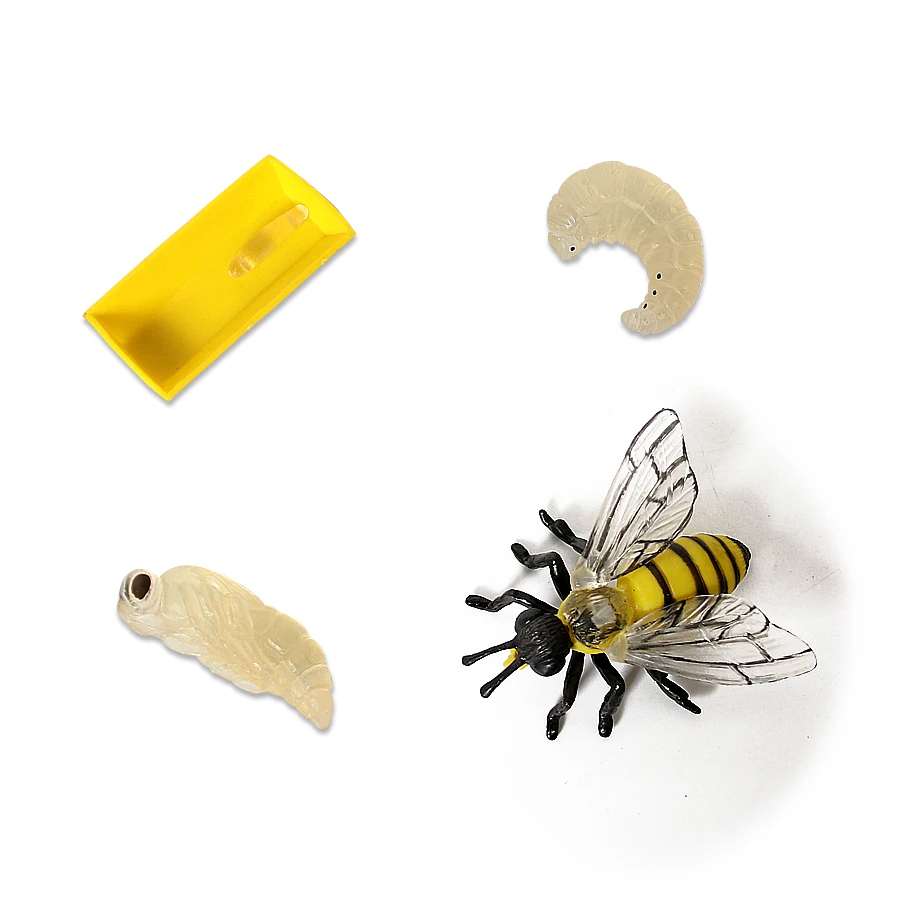 

Simulation Insect Bee Growth Cycle Model Figurine,4 Pieces Set Shows Life Cycle of A Cute honeybee Miniature Educational Toys
