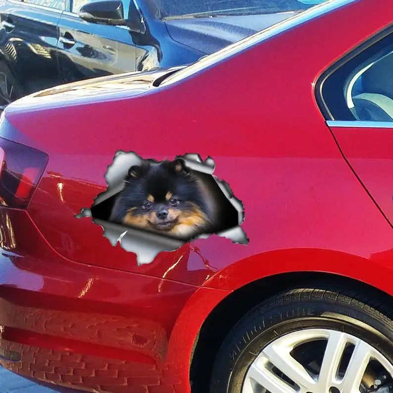 

2021 Black and brown Pom decal , Pomeranian magnet, Pomeranian car decal, Pom car sticker