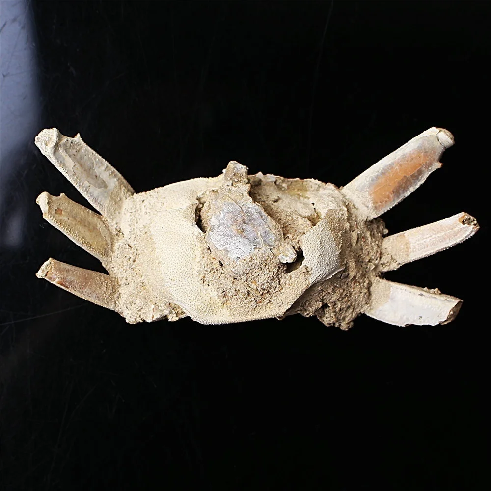 1 шт. Краб окаменелости образец минеральная коллекция животных окаменелостей