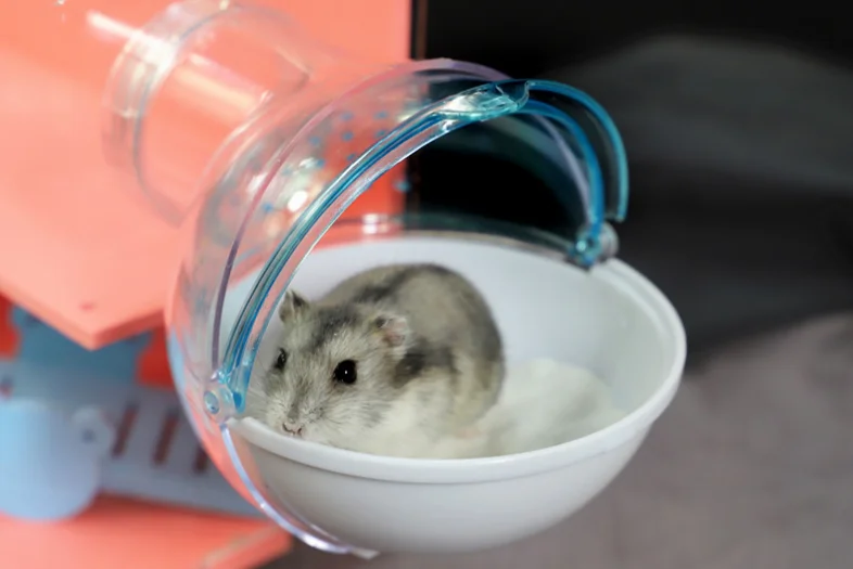 Симпатичный Хомяк маленький домашний питомец труба для клетки внешняя песчаная