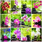 Картина из страз Zen 5D сделай сам, полноразмерная Мозаика из зеленых бамбуковых лесов, украшение для дома, ручная работа, подарок