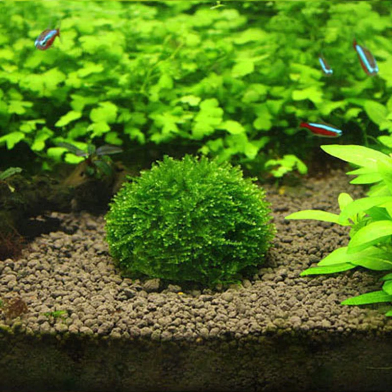 Моховый шар фильтрация декор Marimo живое аквариумное растение водоросли домашние