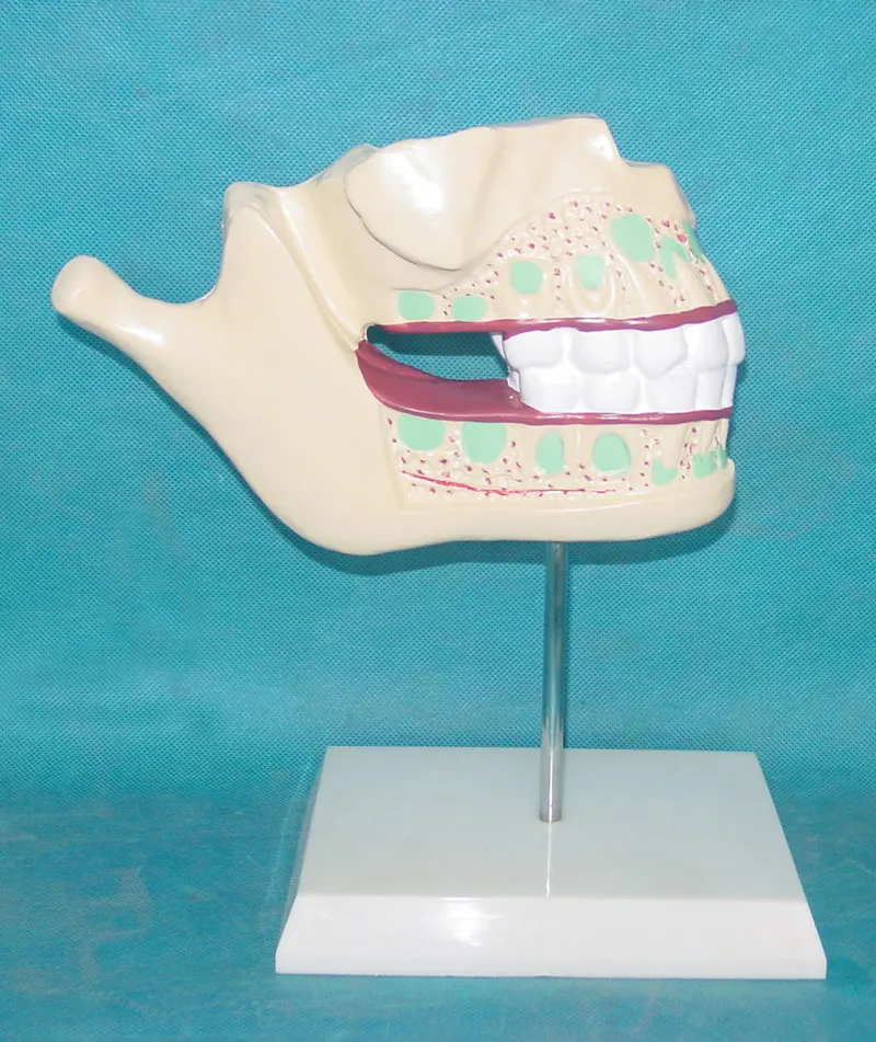 Human Tooth Teeth Anatomical Model Anatomical Anatomy Tooth Teeth Model Dental Lab Dentist Equipment Medical Teaching Model