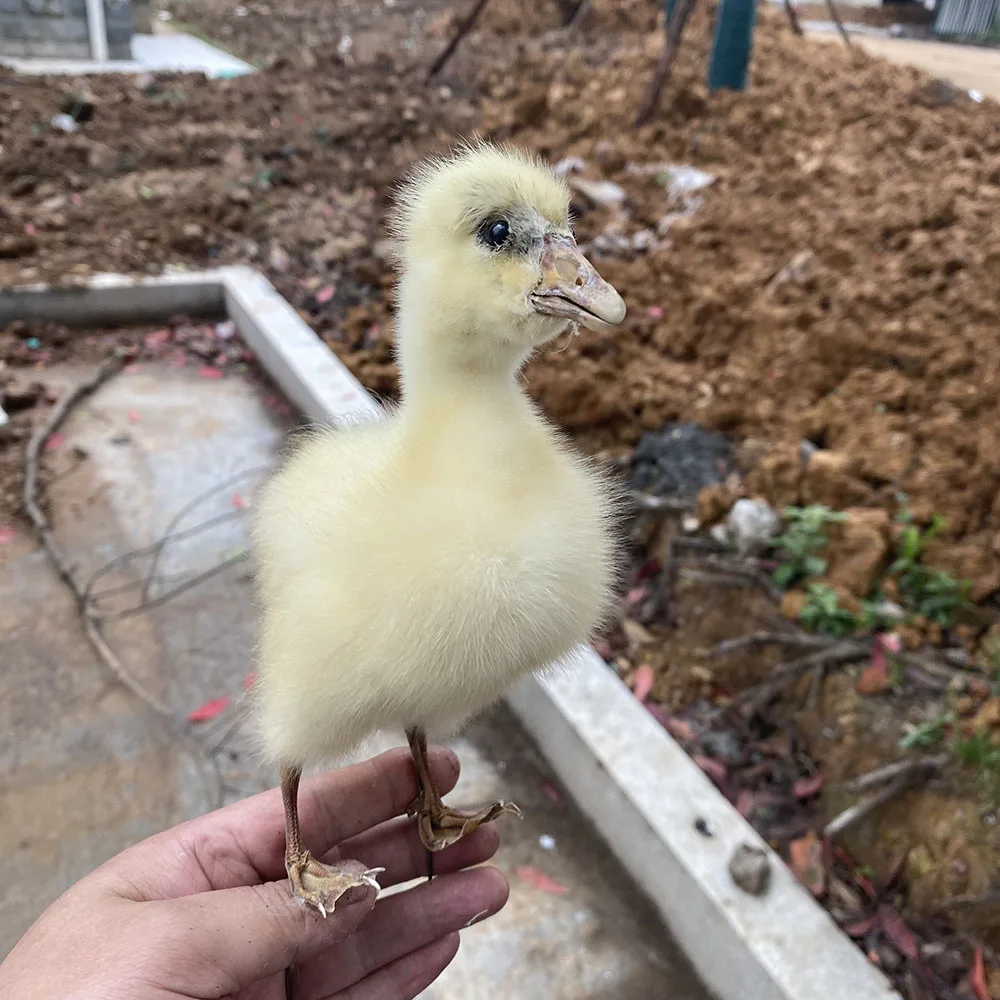 

Taxidermy stuffing Eurasian Ducks specimen Teaching / Decoration