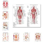 Мышечный плакаты с системой шелковая ткань анатомии диаграммы человеческого тела школьная медицинская наука Обучающие игрушки товары для дома украшения