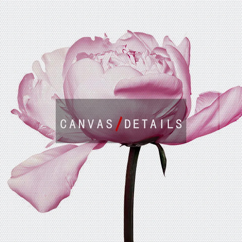 Плакат с цветами розовая роза холст картина настенная Орхидея Художественная