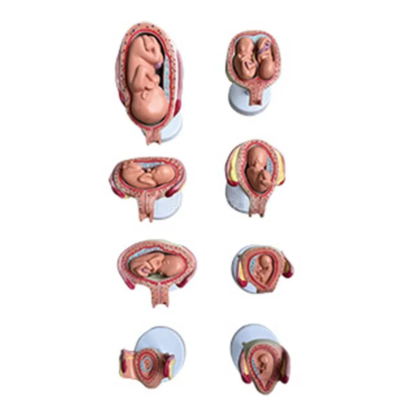 

8-part medical teaching model of histology and embryology in human fetal development process model