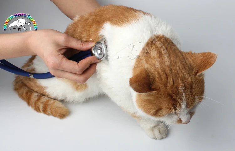 Medical Stethoscope Phonendoscope Double Dual Head Colorful Multifunctional  Stethoscope For Human Dog Cat Veterinary Tools - Pet Surgical Instruments -  AliExpress