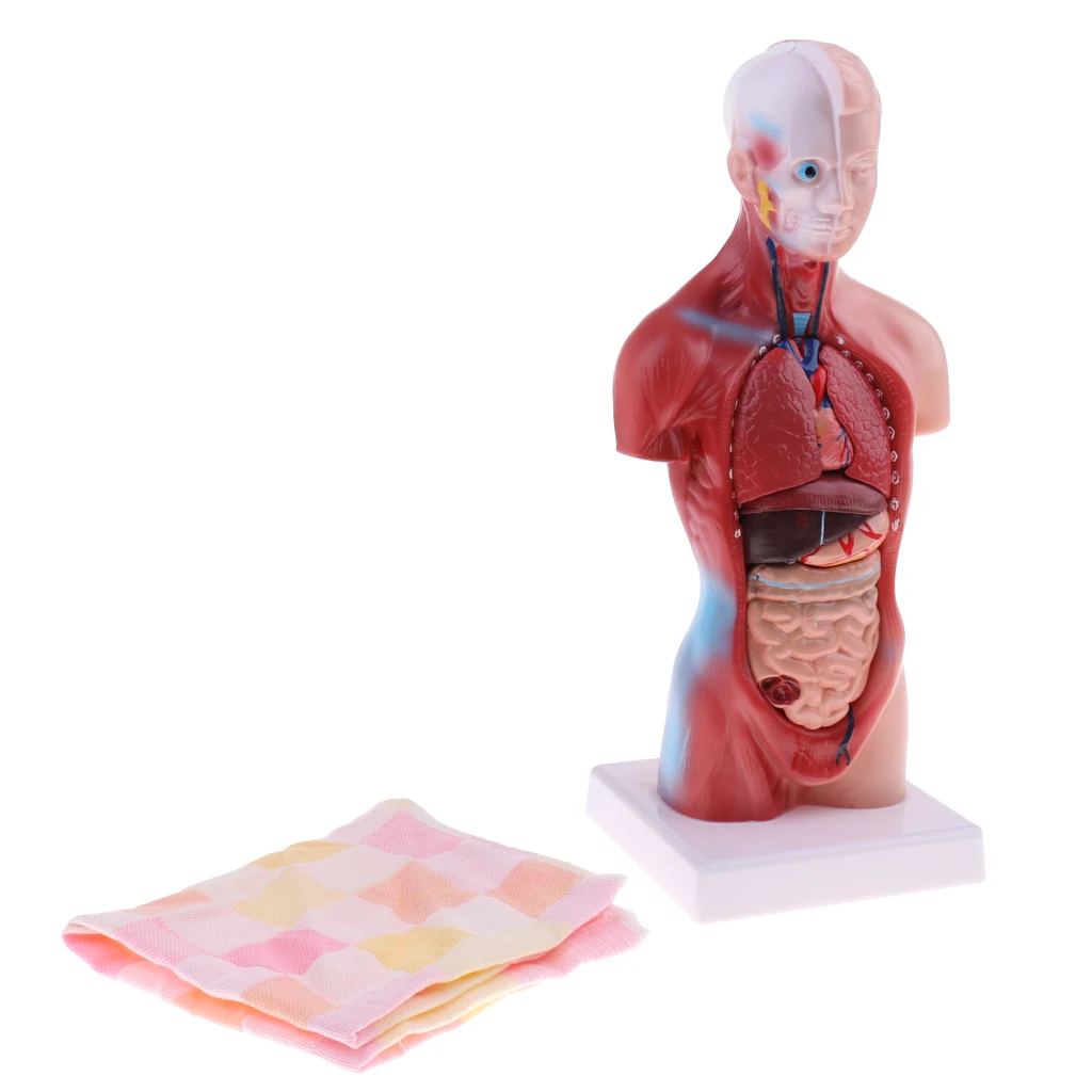 

28cm Head Skull Hand Ear Heart Brain Anatomical Study Model