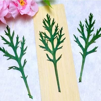 120pcs pressed dried carrot leaf leaves flower plant herbarium for jewelry phone case photo frame diy making