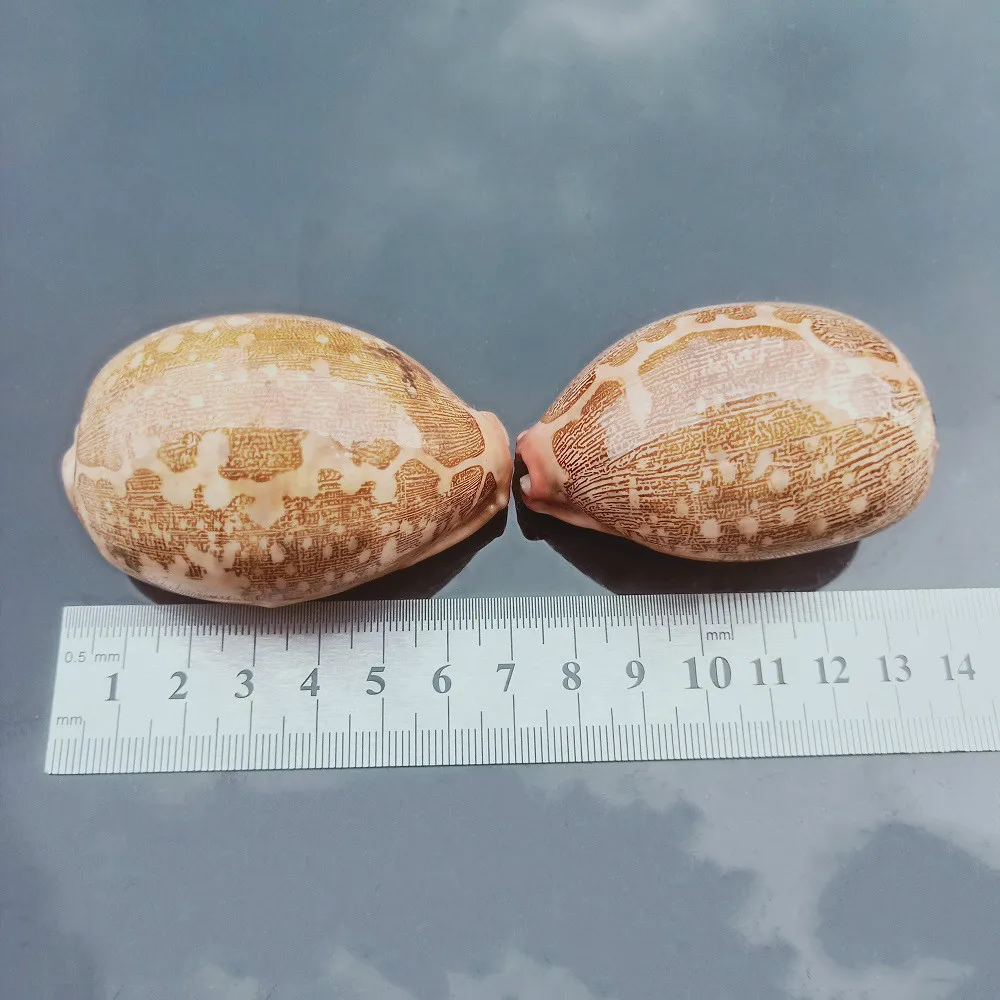 Ракушки из натуральной карты ракушки морские домашний декор пляжные свадебные