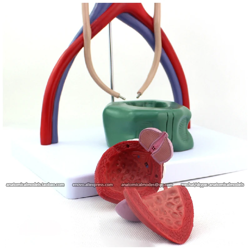 

CMAM/12425 Urinary System, Genitourinary Medical Teaching Anatomical Model