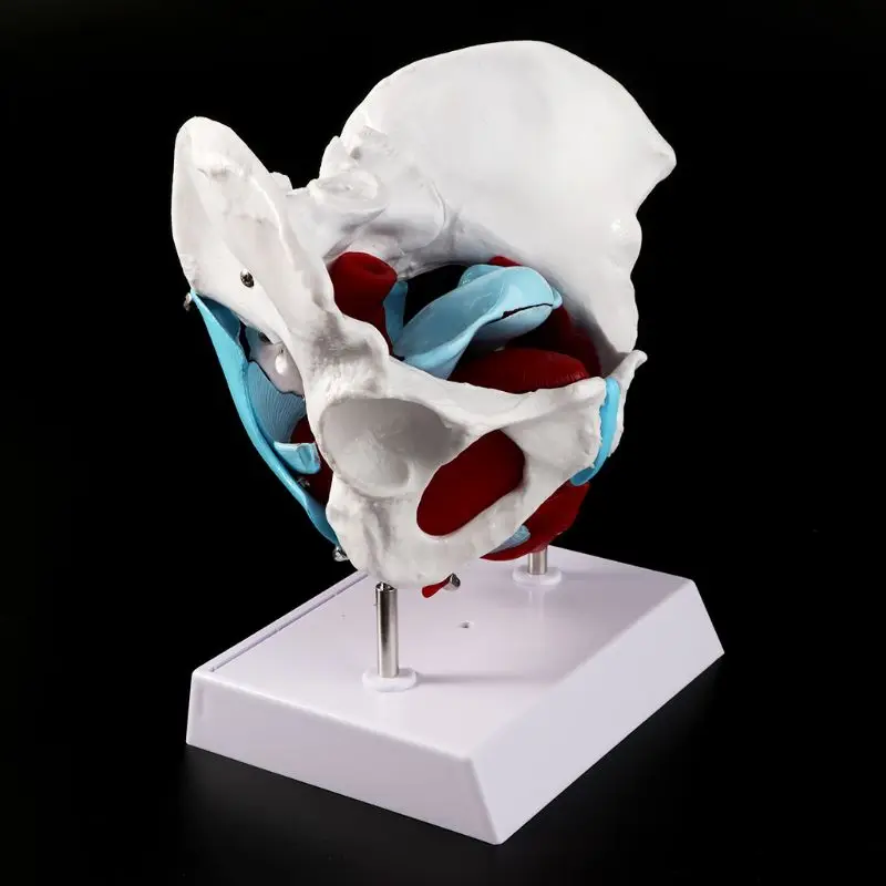 

Female Pelvis Pelvic Floor Muscle Model Uterus Ovary Muscle Teaching Resources Educational Supplies Removable