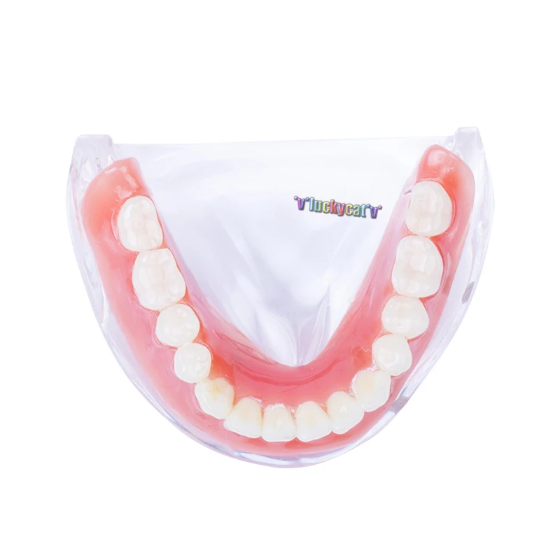 Модель зубного протеза съемная внутренняя модель нижних зубов Mandibular с