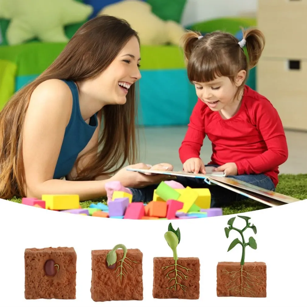 

Simulation Life Cycle Of Green Bean Plant Growth Cycle Model Action Figures Collection Science Educational Toys For Children